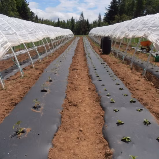 Precio de fábrica chino Suministro de película de mantillo negro plateado para agricultura con precio bajo